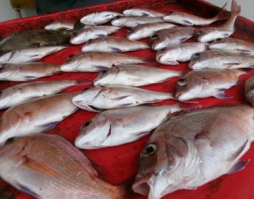 奥村釣船の2025年9月13日(土)4枚目の写真