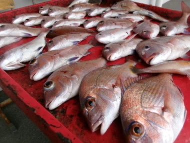 奥村釣船の2025年9月13日(土)5枚目の写真