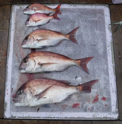 敏栄丸の2025年9月14日(日)2枚目の写真