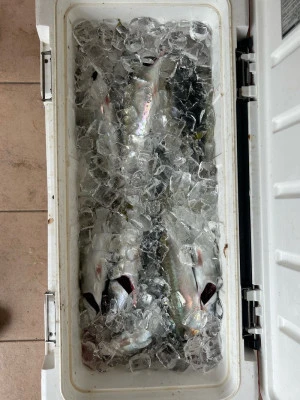 にゃんこ丸の2025年9月13日(土)1枚目の写真