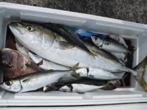 絢美丸の2025年9月12日(金)3枚目の写真