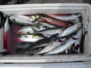 絢美丸の2025年9月12日(金)4枚目の写真