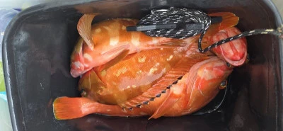 あづまや渡船の2025年9月10日(水)1枚目の写真