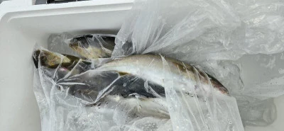 あづまや渡船の2025年9月11日(木)1枚目の写真