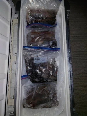 あづまや渡船の2025年9月13日(土)1枚目の写真