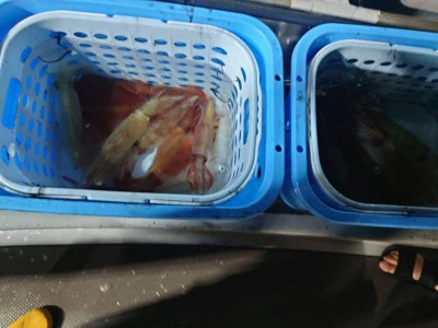 あづまや渡船の2025年9月13日(土)2枚目の写真