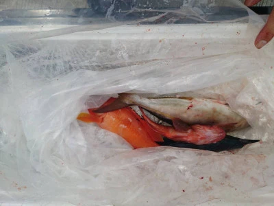 あづまや渡船の2025年9月13日(土)3枚目の写真