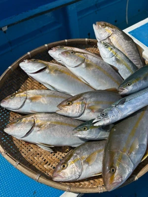 船宿　秋田屋の2025年9月16日(火)5枚目の写真