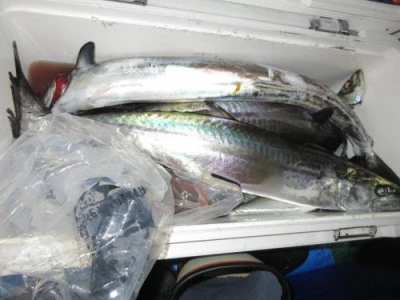 鈴木釣具店の2025年9月11日(木)3枚目の写真