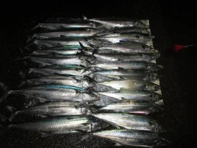 鈴木釣具店の2025年9月14日(日)3枚目の写真