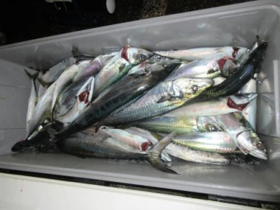 鈴木釣具店の2025年9月14日(日)4枚目の写真