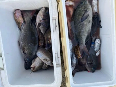 丸銀釣りセンターの2025年9月15日(月)2枚目の写真