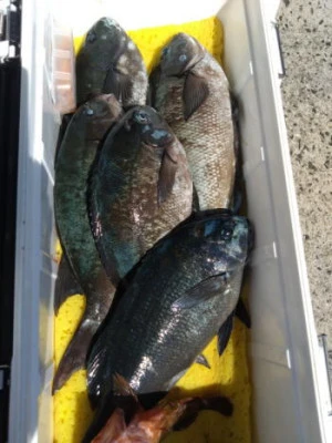 中山総合釣センター・海遊の2025年9月14日(日)4枚目の写真