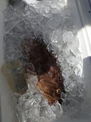 中山総合釣センター・海遊の2025年9月14日(日)5枚目の写真