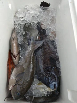 中山総合釣センター・海遊の2025年9月15日(月)2枚目の写真