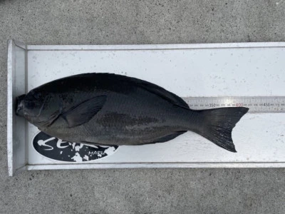 第３ 正幸丸の2025年9月13日(土)2枚目の写真