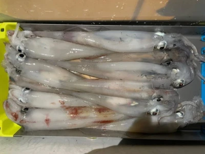 第３ 正幸丸の2025年9月13日(土)3枚目の写真