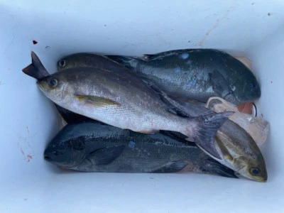 第３ 正幸丸の2025年9月16日(火)1枚目の写真