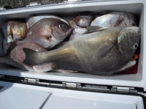 絢美丸の2025年9月14日(日)1枚目の写真