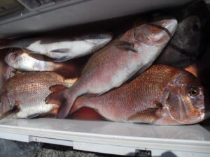 絢美丸の2025年9月14日(日)2枚目の写真