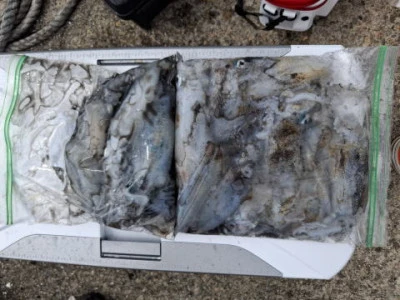 アーデン3号の2025年9月9日(火)1枚目の写真