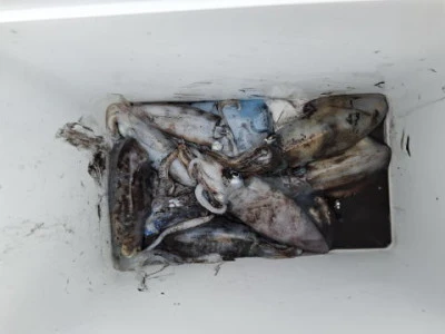 アーデン3号の2025年9月12日(金)1枚目の写真