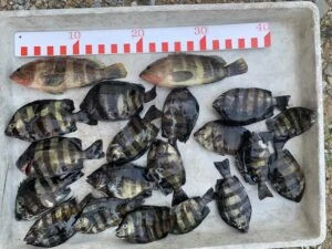 民宿とねの2025年9月9日(火)2枚目の写真