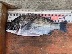 民宿とねの2025年9月13日(土)1枚目の写真