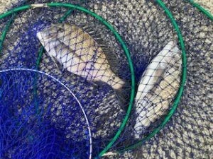 民宿とねの2025年9月13日(土)2枚目の写真