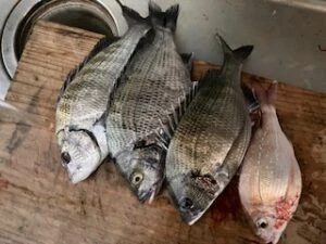 民宿とねの2025年9月14日(日)1枚目の写真