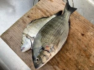 民宿とねの2025年9月14日(日)2枚目の写真