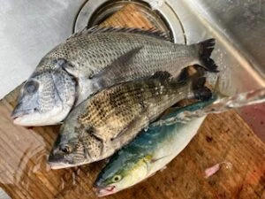 民宿とねの2025年9月14日(日)3枚目の写真