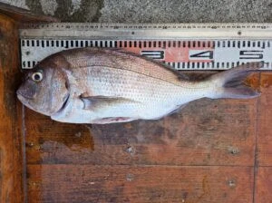 民宿とねの2025年9月19日(金)1枚目の写真