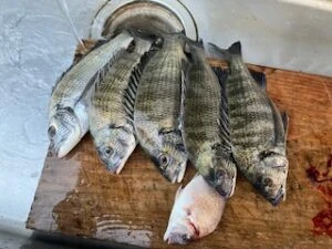 民宿とねの2025年9月19日(金)2枚目の写真