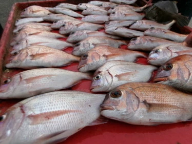 奥村釣船の2025年9月19日(金)4枚目の写真