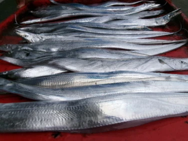 奥村釣船の2025年9月20日(土)3枚目の写真