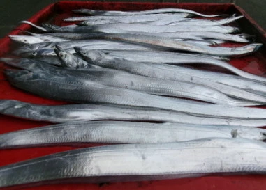 奥村釣船の2025年9月20日(土)4枚目の写真