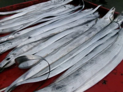 奥村釣船の2025年9月20日(土)5枚目の写真