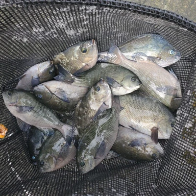 栄勇丸渡船の2025年9月21日(日)2枚目の写真