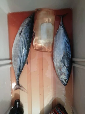 あづまや渡船の2025年9月14日(日)2枚目の写真