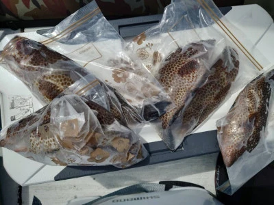 あづまや渡船の2025年9月14日(日)3枚目の写真