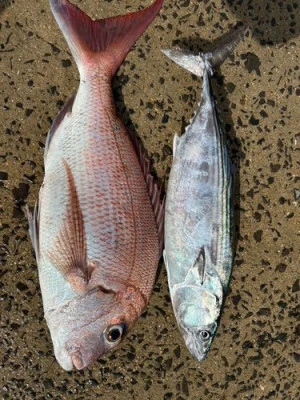 丸銀釣りセンターの2025年9月20日(土)5枚目の写真