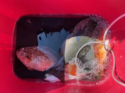 とせん丸の2025年9月26日(金)2枚目の写真