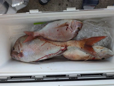 ヨシダマリンの2025年9月20日(土)1枚目の写真