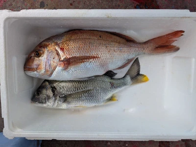 ヨシダマリンの2025年9月20日(土)2枚目の写真