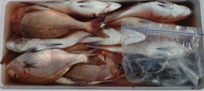 ヨシダマリンの2025年9月21日(日)2枚目の写真