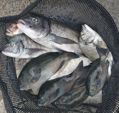 栄勇丸渡船の2025年9月27日(土)1枚目の写真