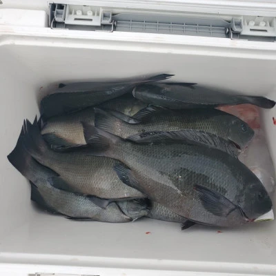 栄勇丸渡船の2025年9月27日(土)2枚目の写真