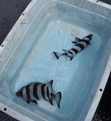 栄勇丸渡船の2025年9月26日(金)1枚目の写真