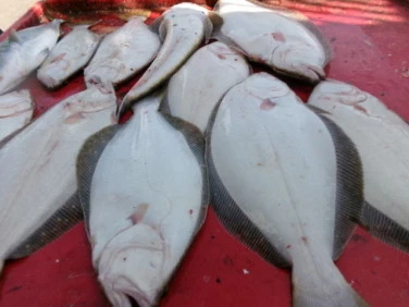 奥村釣船の2025年9月26日(金)3枚目の写真